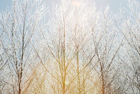 Sunshine Through Icy Treesの写真素材