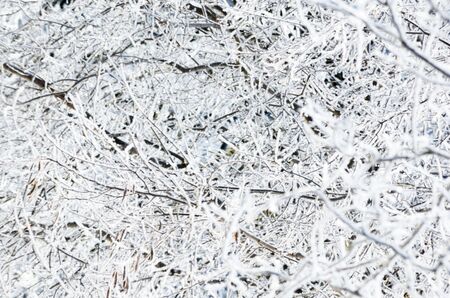 Icy Tree Limbsの写真素材