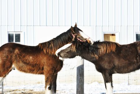 Two Horses Biting Each Other
