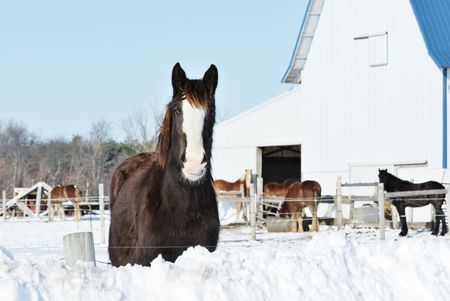 Horse Over the Snowの写真素材