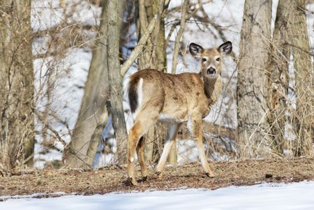 Deer in Winter Woods の写真素材