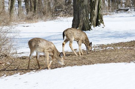 Two Deer Grazing in Winter