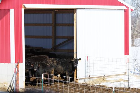 Black Angus Cattle in Red Barnの写真素材