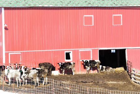 Holstein Cattle by Red Barnの写真素材