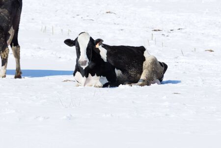 Cow in the Snowの写真素材