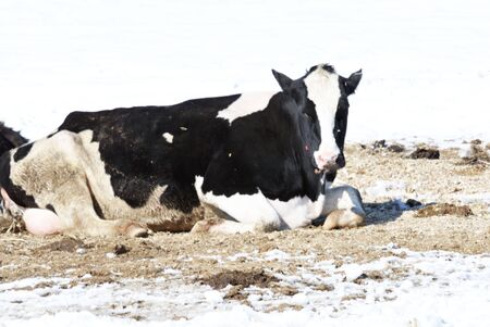 Cow in Snowの写真素材