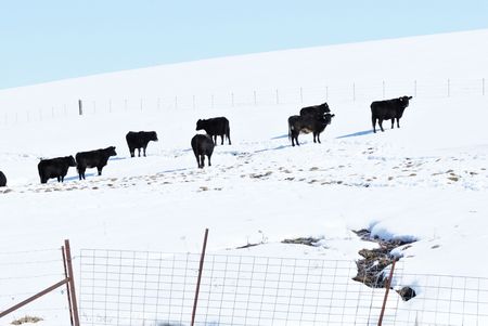 Cattle on Snowy Hillの写真素材
