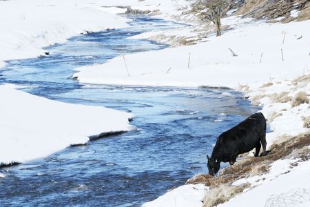 Black Cow by Blue Streamの写真素材