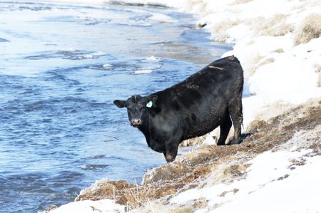 Black Angus by Blue Streamの写真素材
