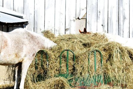 Gray Horse Missing Head in Hayの写真素材