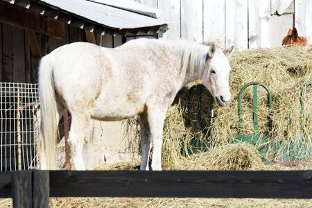 Gray Horse by Hay Feederの写真素材
