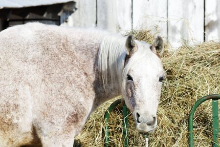 Gray Horse by Hay Feederの写真素材