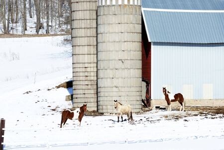 Three Horses by Two Silosの写真素材
