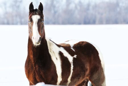 Pinto in Snowの写真素材