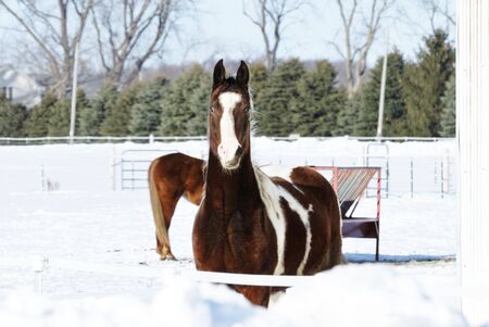 Pinto in Snowの写真素材
