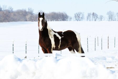 Pinto in Snowの写真素材