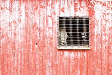 Cow in Screened Barn Windowの写真素材