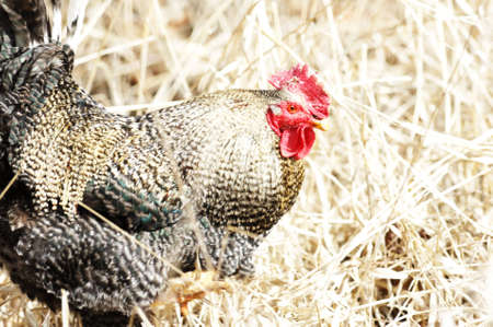 Rooster in the Weedsの写真素材
