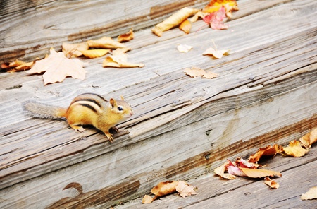 Chipmunk on the Stairsの写真素材