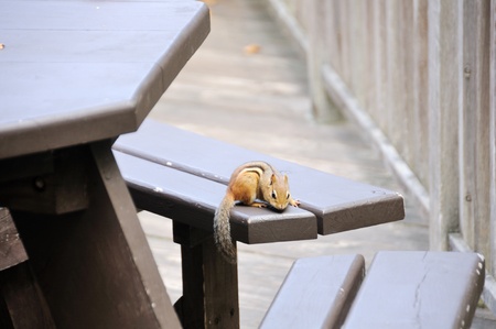 Chipmunk on Picnic Tableの写真素材