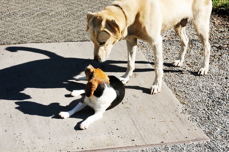 Big Dog and Little Dogの写真素材