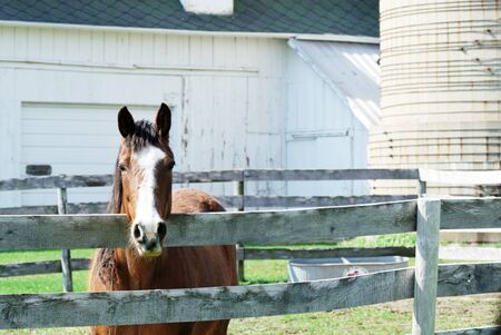 Horse Over the Fenceの写真素材