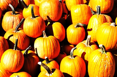 Pile of Pumpkinsの写真素材