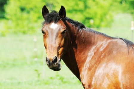 Brown Horse Looking