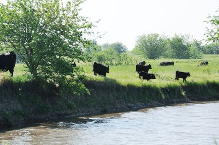 Cattle by the Creekの写真素材