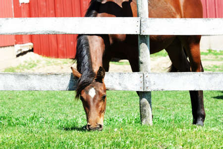 Through the Fenceの写真素材