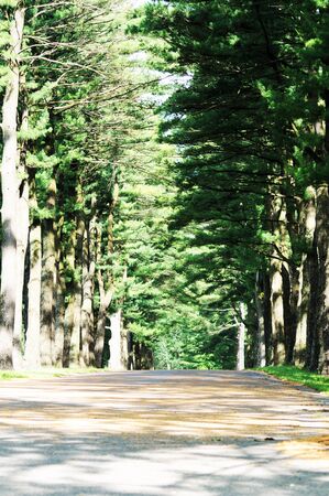 Road Through the Trees