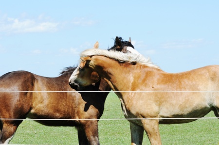 Biting Horseの写真素材