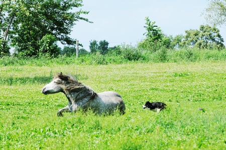 Dog and Percheron