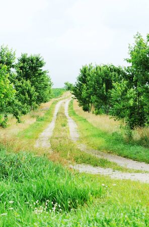 Drive Through Treesの写真素材