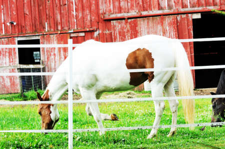 Pinto Grazingの写真素材