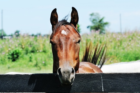 Horse Over Fenceの写真素材
