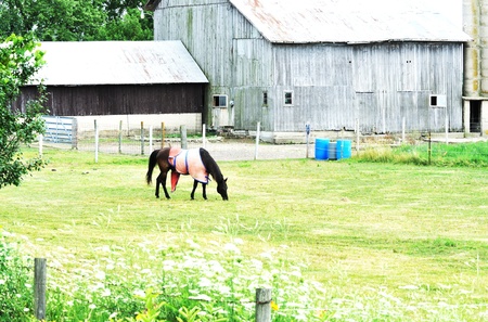 Horse with Blanketの写真素材