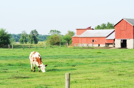 Cow Grazingの写真素材