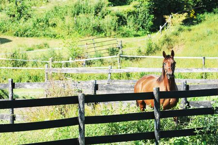 Horse at Fenceの写真素材