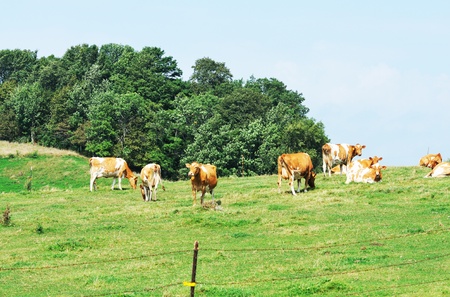 Guernsey Cattleの写真素材