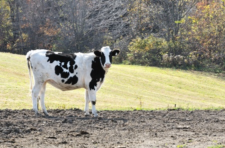 Holstein Cowの写真素材