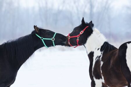 Pinto and Blackの写真素材