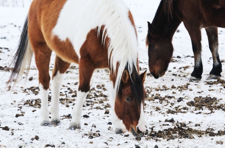 Two Horses in Snowの写真素材