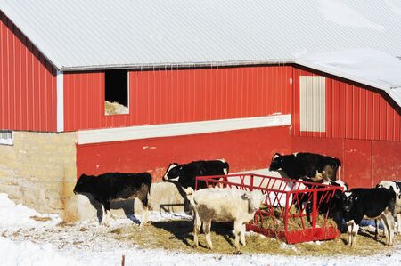 Red Barn and Cowsの写真素材