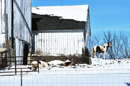Horses in Snowの写真素材