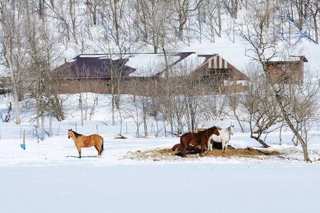 Horses in Snowの写真素材