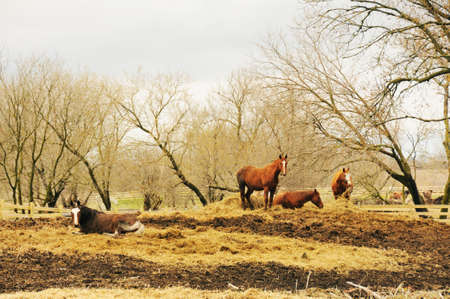 Horses and Hayの写真素材