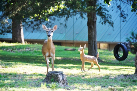 Deer with Statueの写真素材