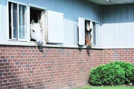 Horses in Windows
