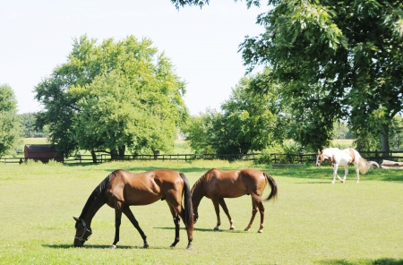 Horses Grazingの写真素材